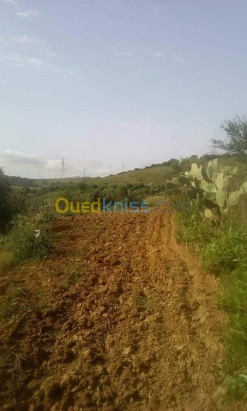 Vente Terrain Agricole Skikda Benazouz beni bechir