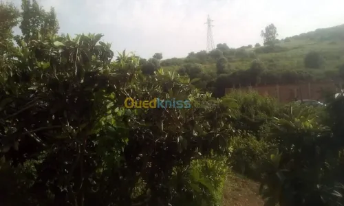 Vente Terrain Agricole Skikda Benazouz beni bechir