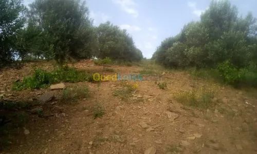 Vente Terrain Agricole Skikda Benazouz beni bechir