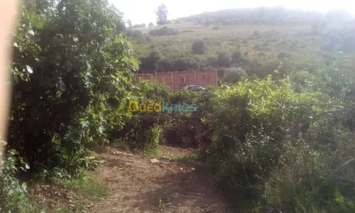 Vente Terrain Agricole Skikda Benazouz beni bechir
