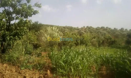Vente Terrain Agricole Skikda Benazouz beni bechir