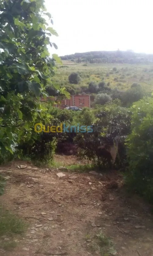 Vente Terrain Agricole Skikda Benazouz beni bechir