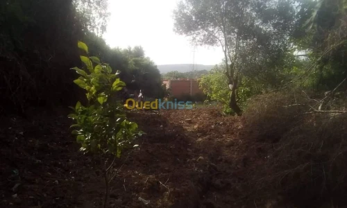 Vente Terrain Agricole Skikda Benazouz beni bechir
