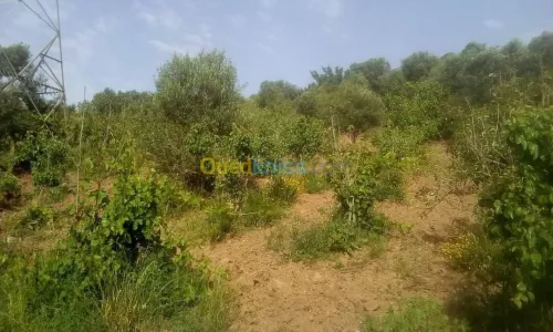 Vente Terrain Agricole Skikda Benazouz beni bechir