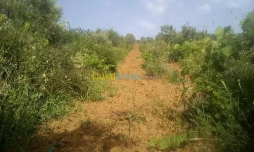 Vente Terrain Agricole Skikda Benazouz beni bechir