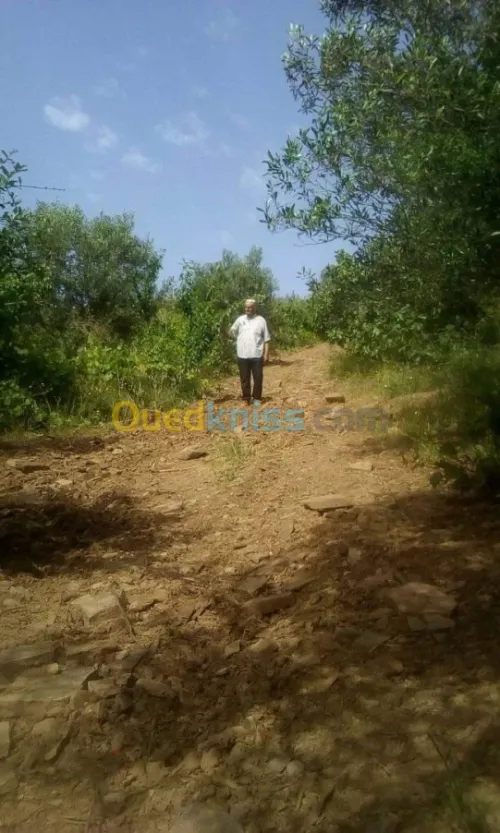 Vente Terrain Agricole Skikda Benazouz beni bechir