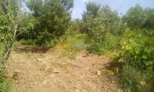 Vente Terrain Agricole Skikda Benazouz beni bechir