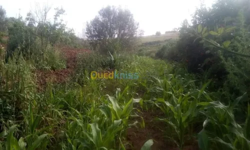 Vente Terrain Agricole Skikda Benazouz beni bechir