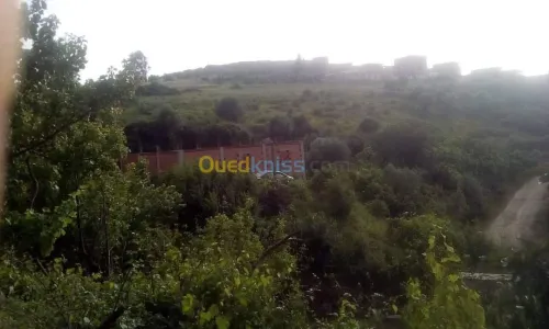Vente Terrain Agricole Skikda Benazouz beni bechir