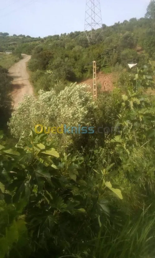 Vente Terrain Agricole Skikda Benazouz beni bechir