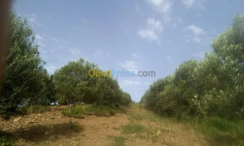 Vente Terrain Agricole Skikda Benazouz beni bechir