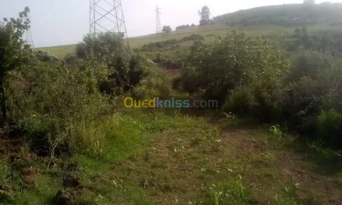 Vente Terrain Agricole Skikda Benazouz beni bechir