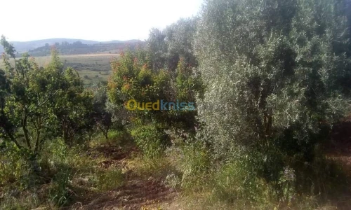 Vente Terrain Agricole Skikda Benazouz beni bechir