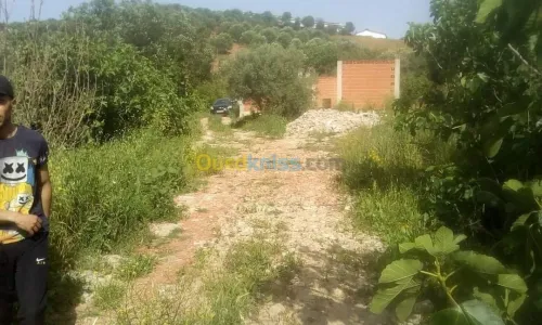 Vente Terrain Agricole Skikda Benazouz beni bechir