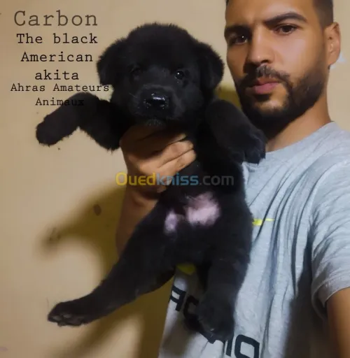  américain akita black blood 