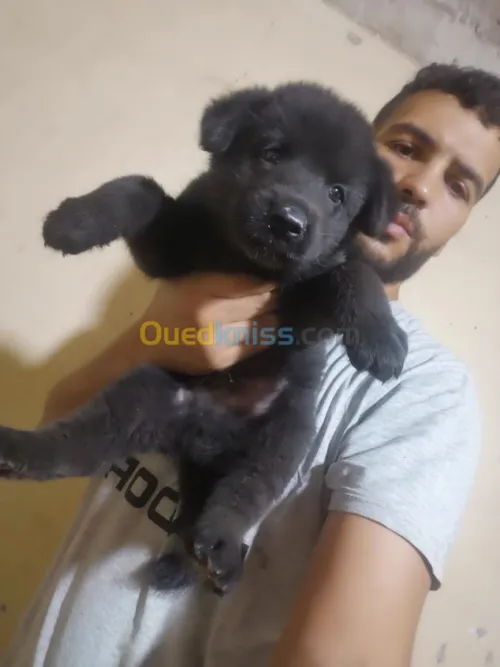  américain akita black blood 