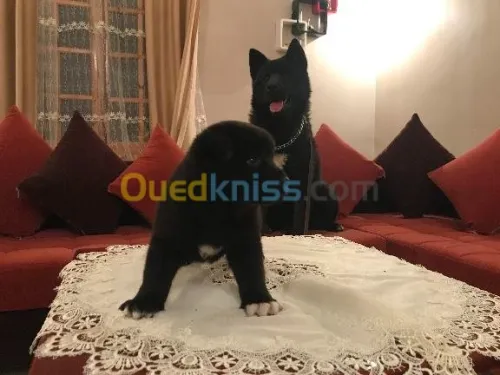  américain akita black blood 