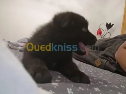  américain akita black blood 