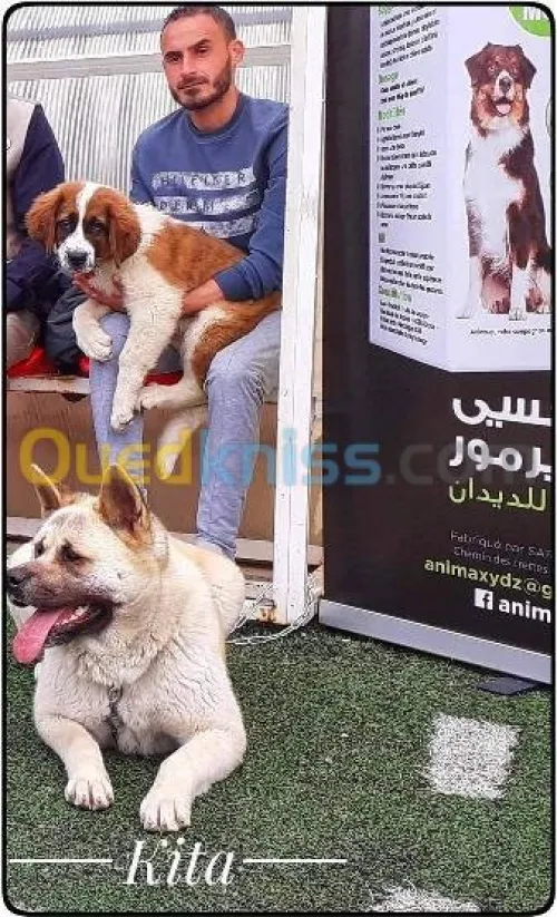  américain akita black blood 