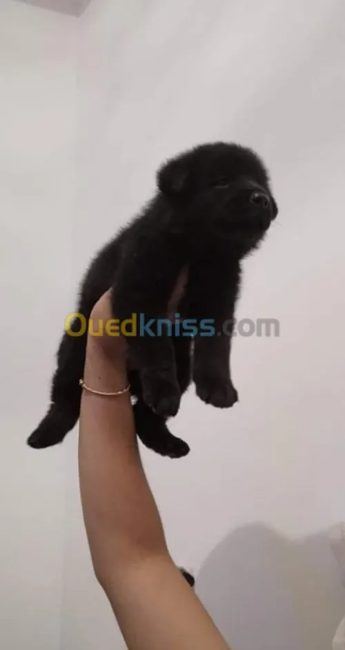  américain akita black blood 