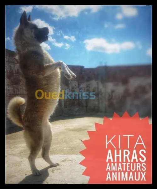  américain akita black blood 