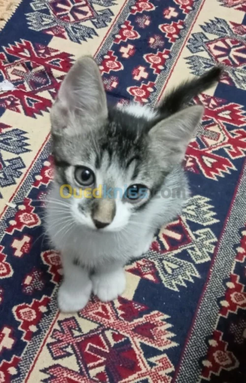 Des petit chats gratuits 