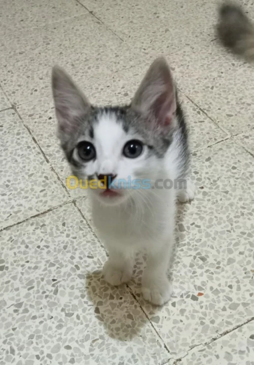Des petit chats gratuits 