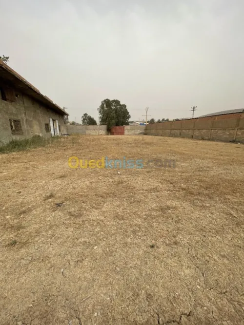 Vente Terrain Ain defla Boumedfaa