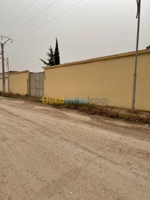 Vente Terrain Ain defla Boumedfaa