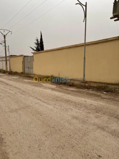Vente Terrain Ain defla Boumedfaa