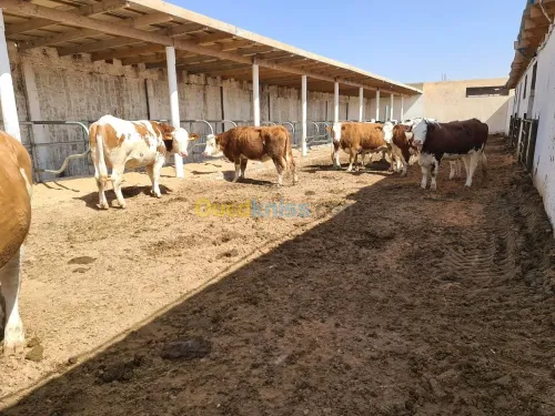 Vente Terrain Agricole Djelfa Dar chioukh
