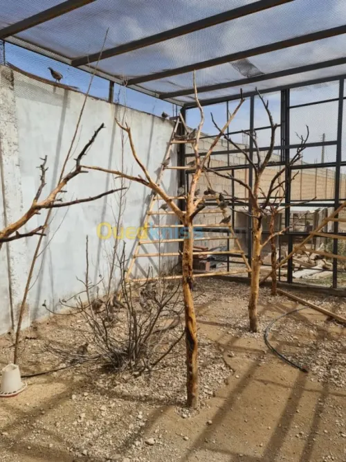 Vente Terrain Agricole Djelfa Dar chioukh