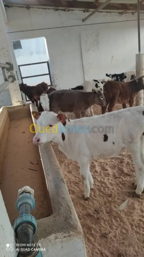 Vente Terrain Agricole Djelfa Dar chioukh