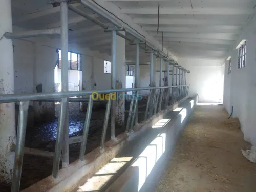 Vente Terrain Agricole Djelfa Dar chioukh