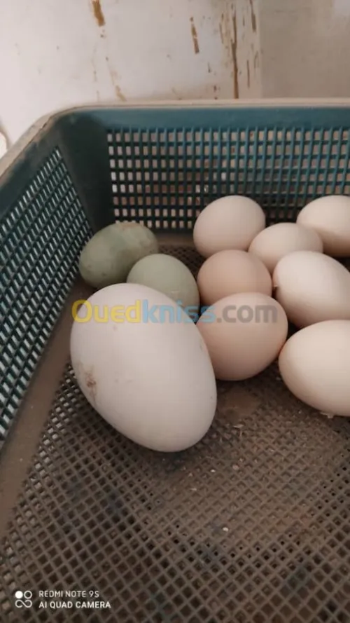Vente Terrain Agricole Djelfa Dar chioukh