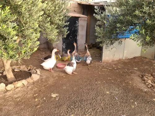 Vente Terrain Agricole Djelfa Dar chioukh