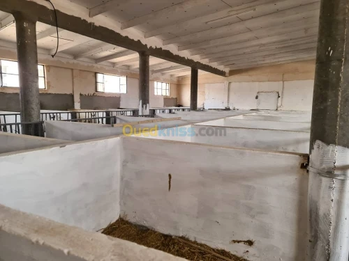 Vente Terrain Agricole Djelfa Dar chioukh