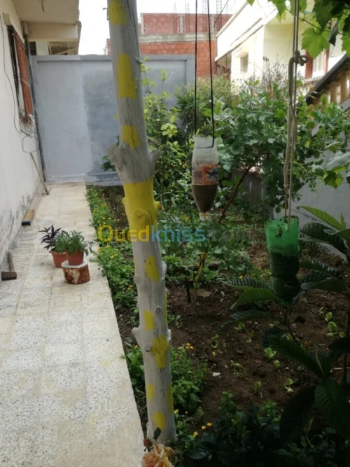Vente Villa Guelma Oued zenati