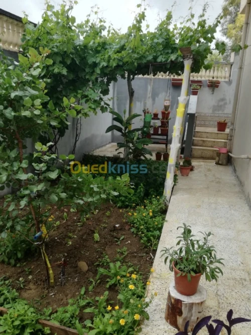 Vente Villa Guelma Oued zenati