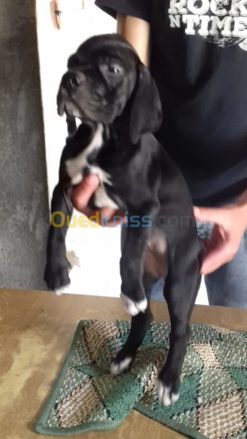 Pointer anglais noir serpent 