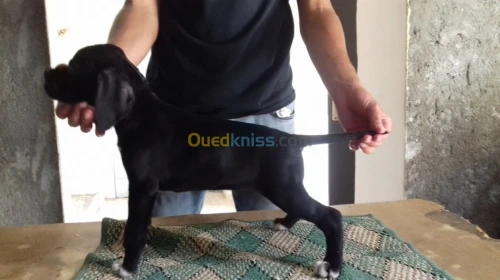 Pointer anglais noir serpent 