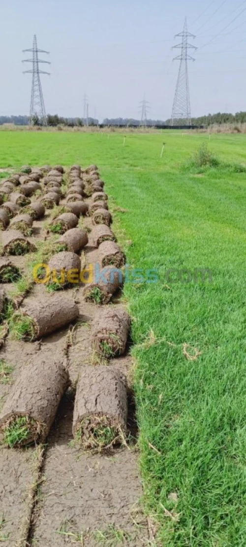 Gazon naturel fournitures et pose