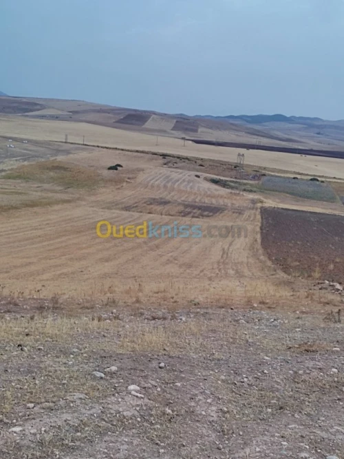 Vente Terrain Constantine El khroub