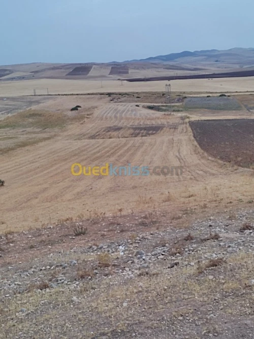 Vente Terrain Constantine El khroub