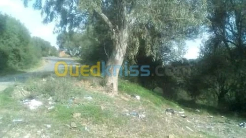 Vente Terrain Tizi ouzou Ait yahia