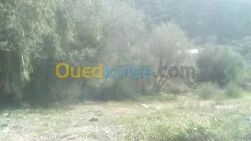 Vente Terrain Tizi ouzou Ait yahia