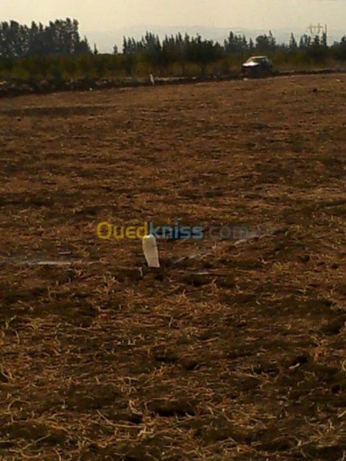 Vente Terrain Blida Mouzaia