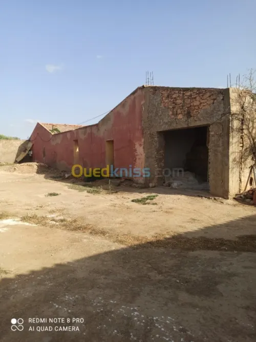 Vente Terrain Agricole Mascara Sidi kada