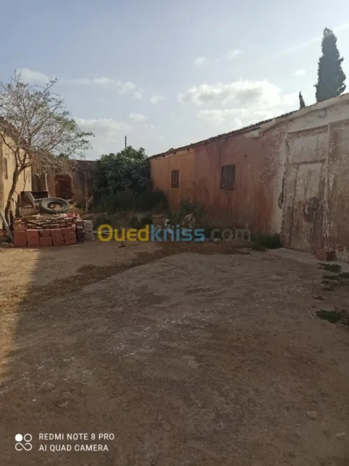 Vente Terrain Agricole Mascara Sidi kada