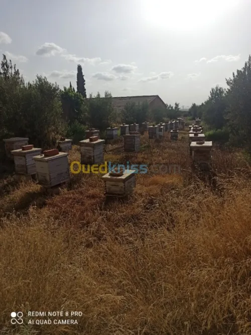 Vente Terrain Agricole Mascara Sidi kada